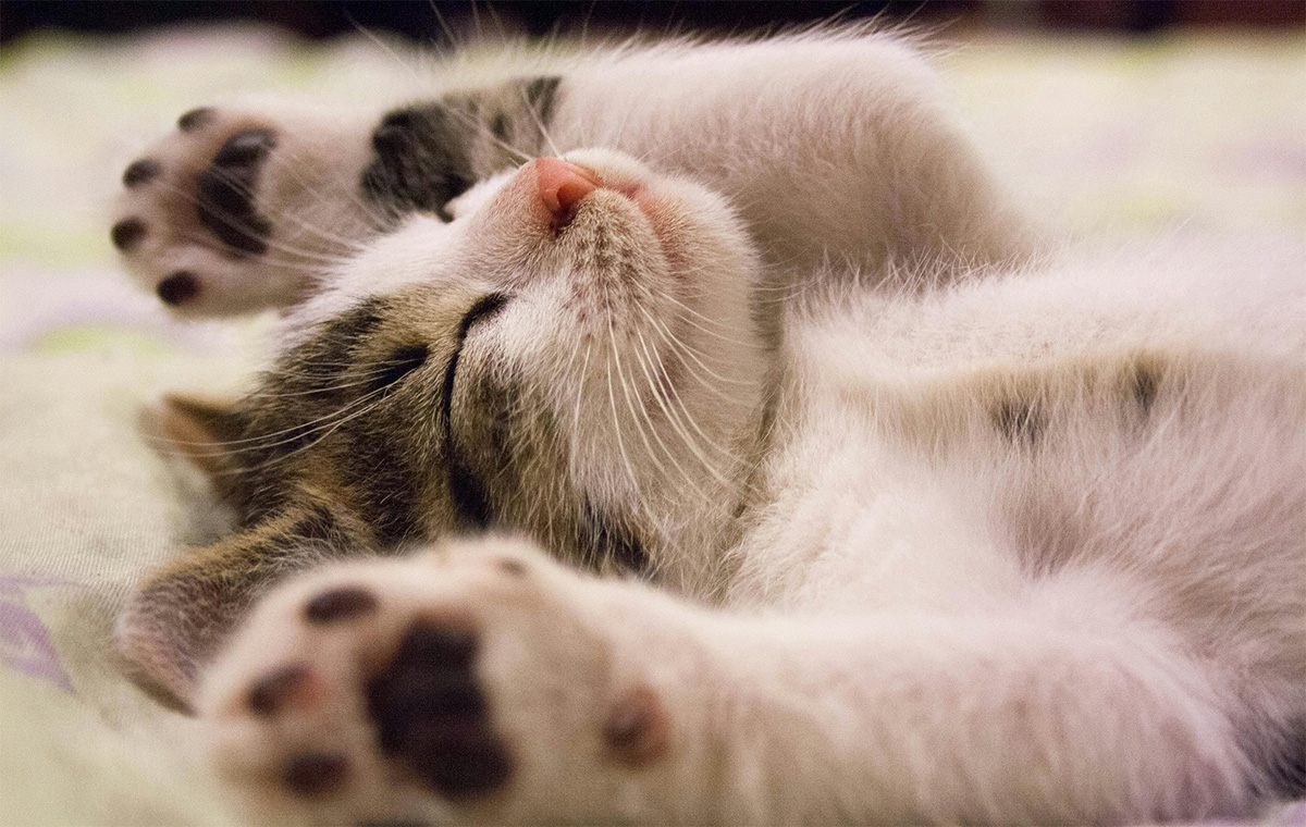sleep-rest-1200×760 Rest and relax