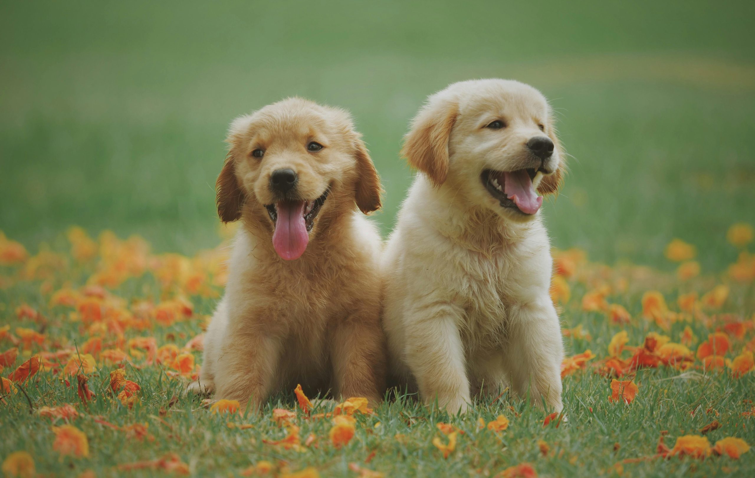 dog-blood-transfusion