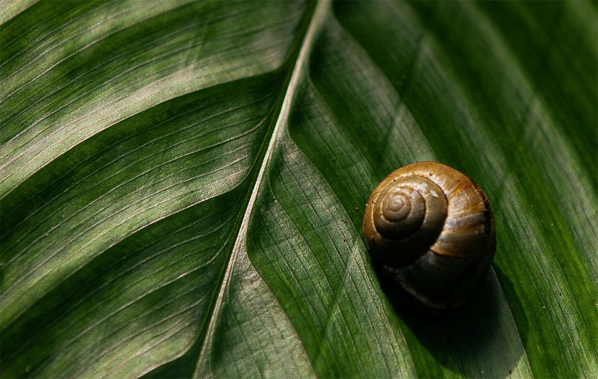 slug-blue-blood Slugs have blue blood