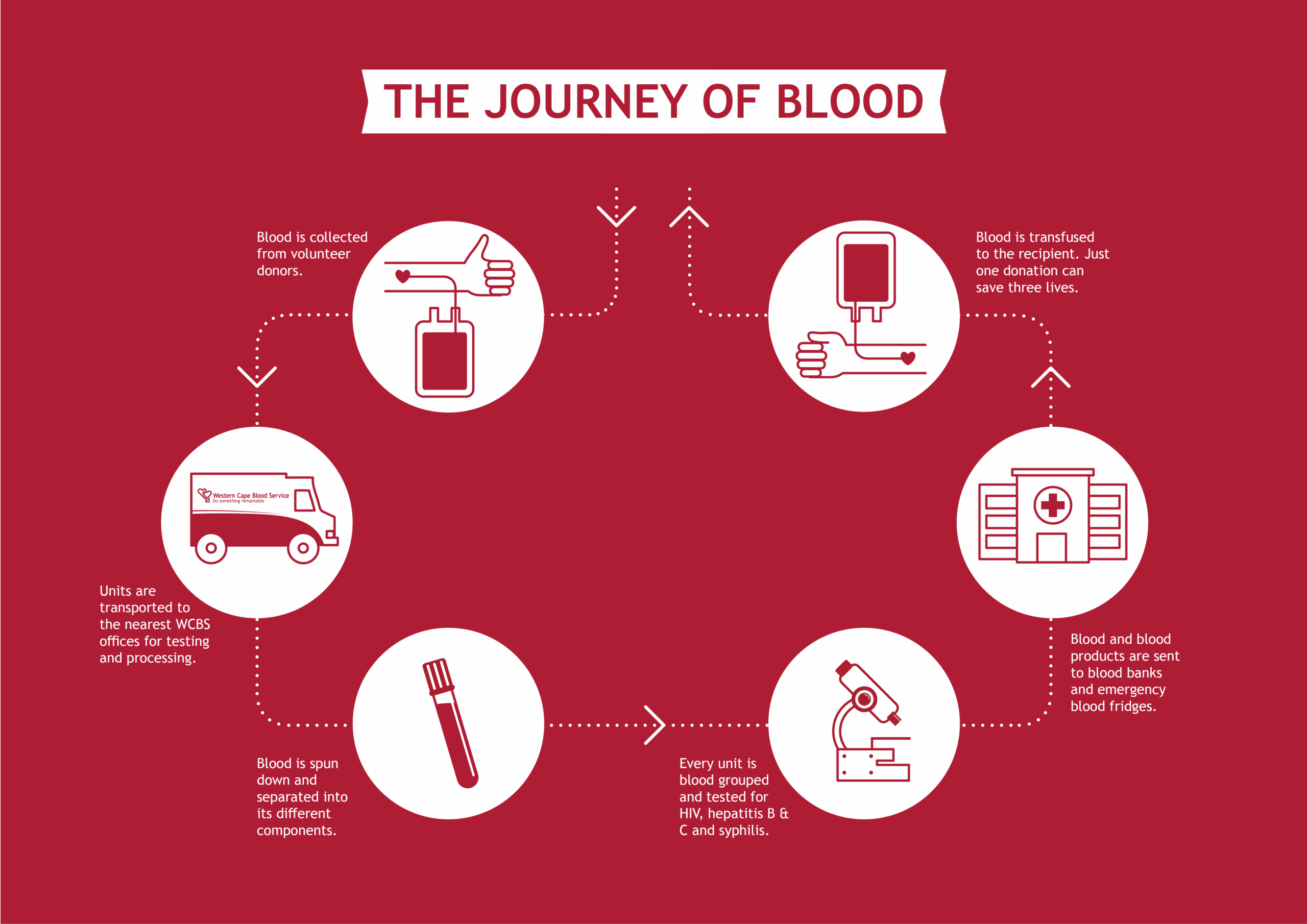 journey of blood
